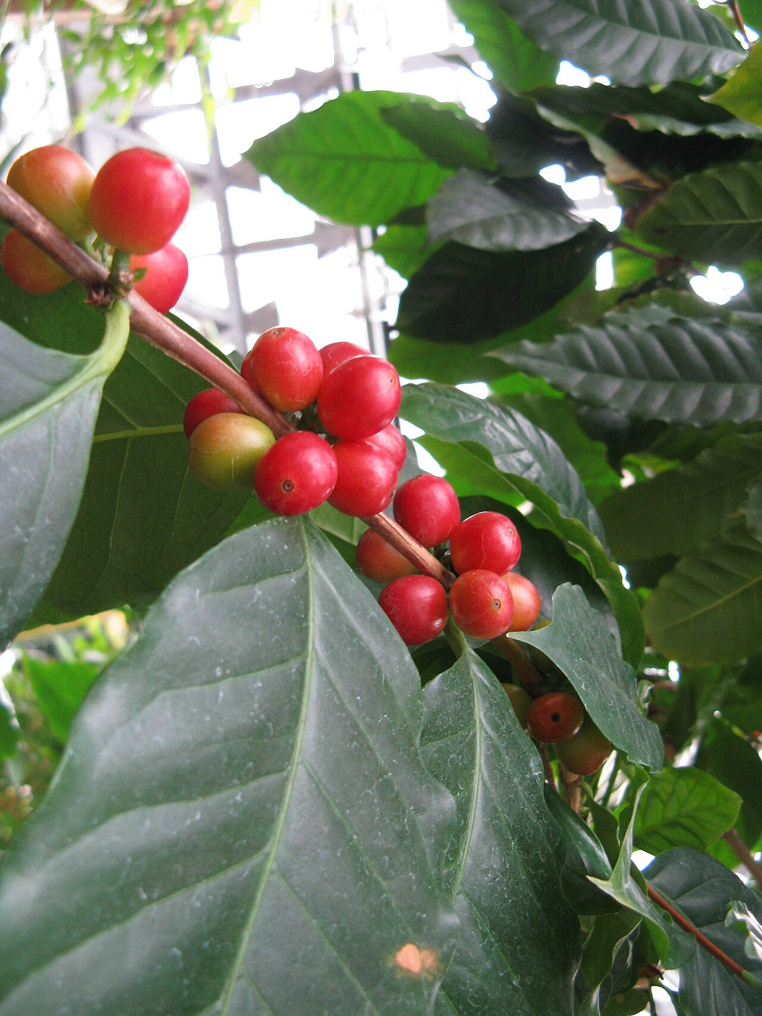 Cafetal en Perú