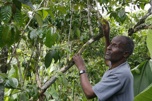 Cafetal en Etiopía
