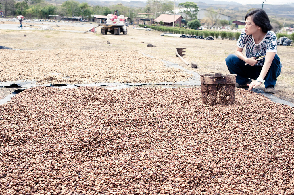 Proceso lavado café