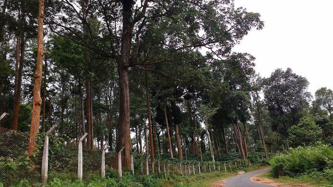 Cafetal en Ruanda
