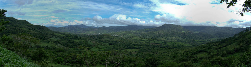 Cafetal en Nicaragua