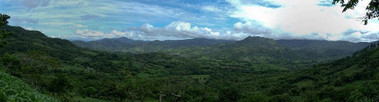 Cafetal en Nicaragua