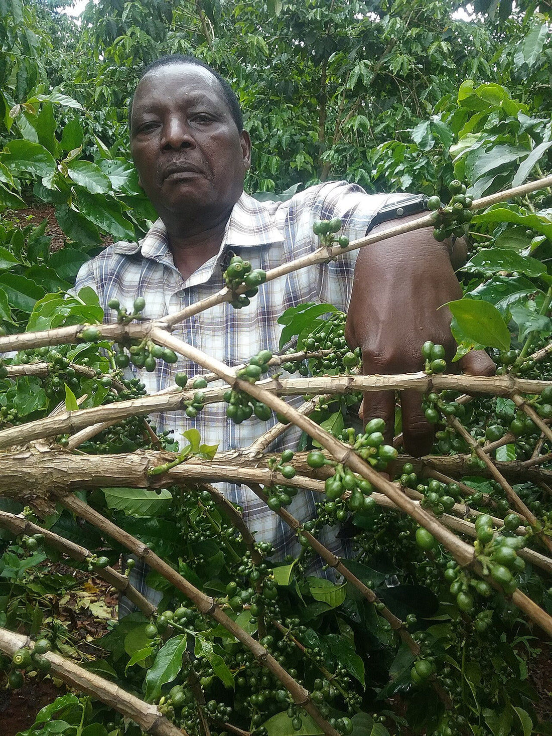 Cafetal en Kenia