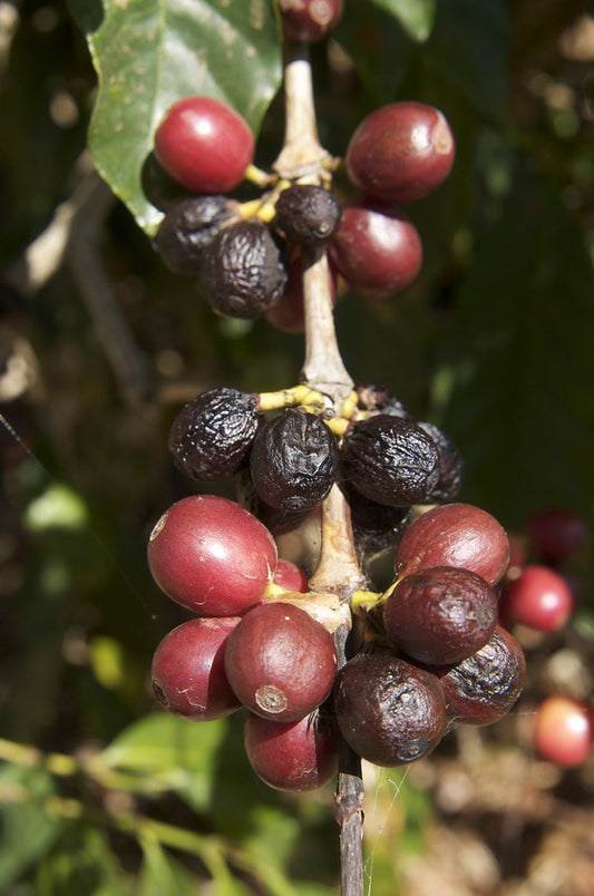 Proceso honey secado café