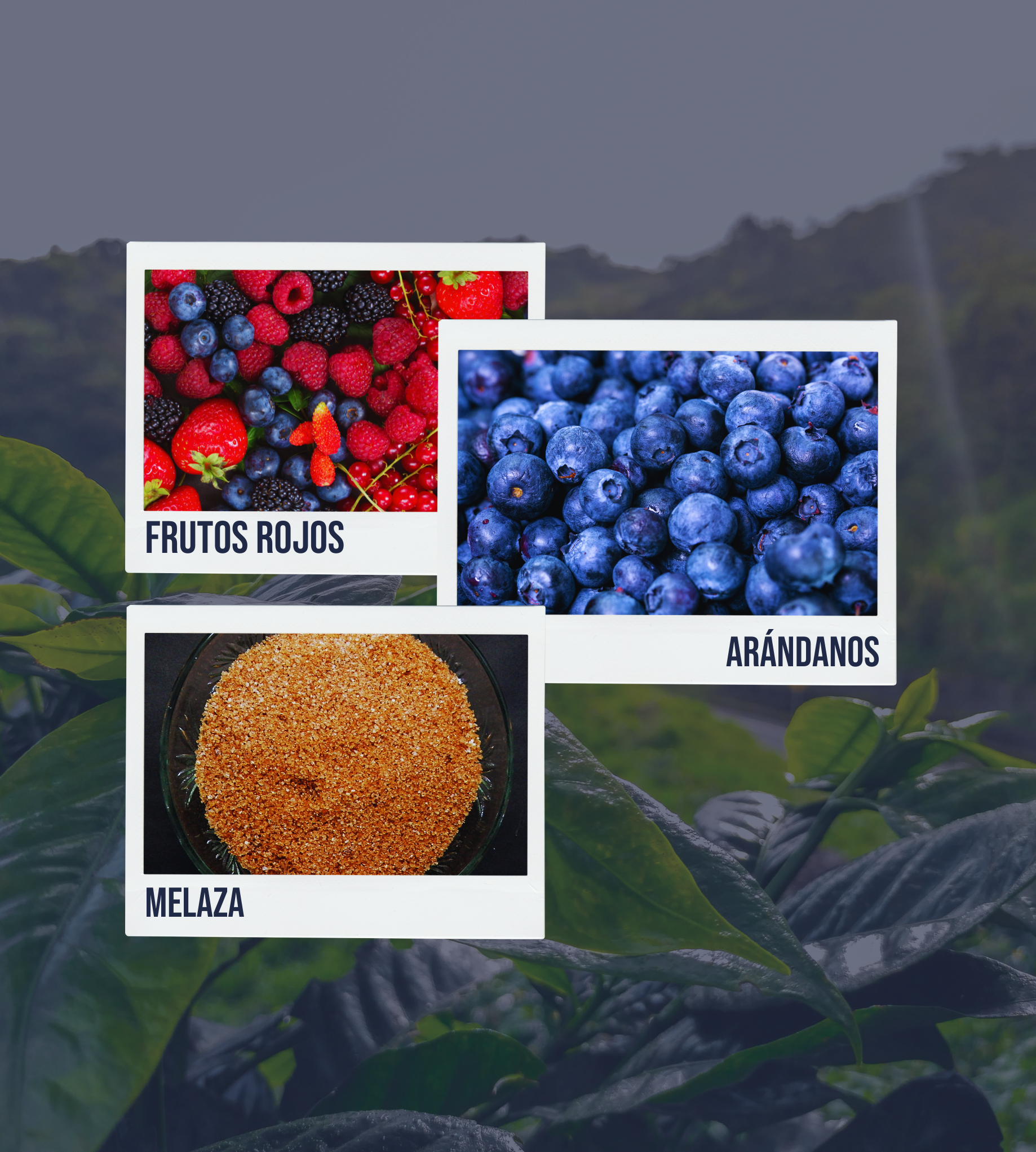 Imagen con polaroids que evocan frutos rojos vibrantes y arándanos jugosos, con un fondo de melaza cálida y envolvente.