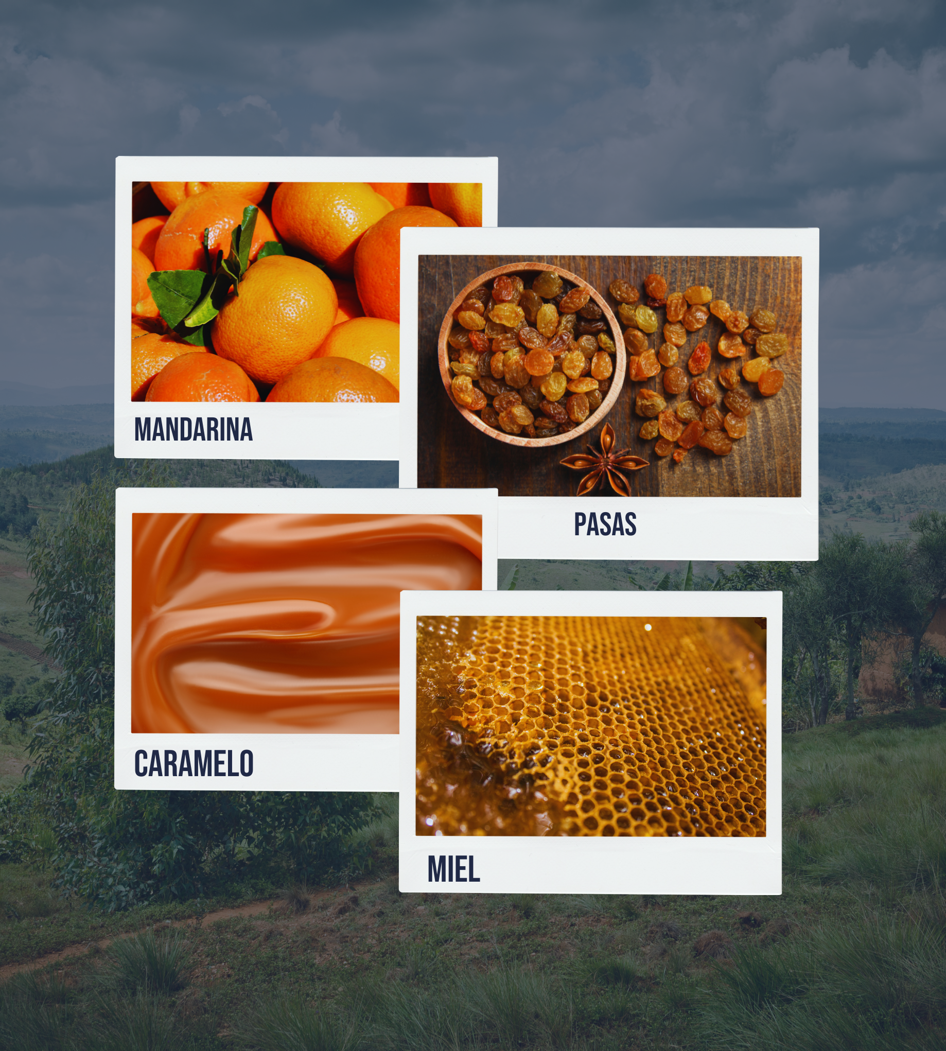 Polaroids que reflejan dulzura jugosa: mandarina brillante, pasas negras, miel espesa y caramelo fundido con delicadeza