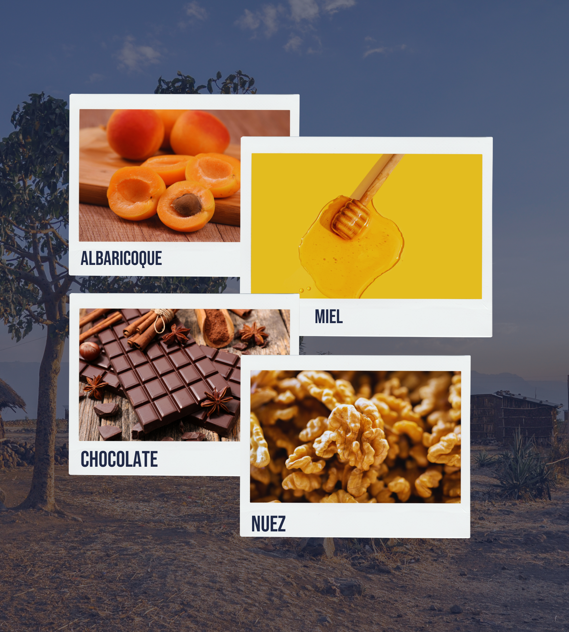 Imagen con polaroids que transmiten profundidad sensorial: albaricoque suave, miel floral, chocolate amargo, nuez tostada y un final de toffee cremoso.