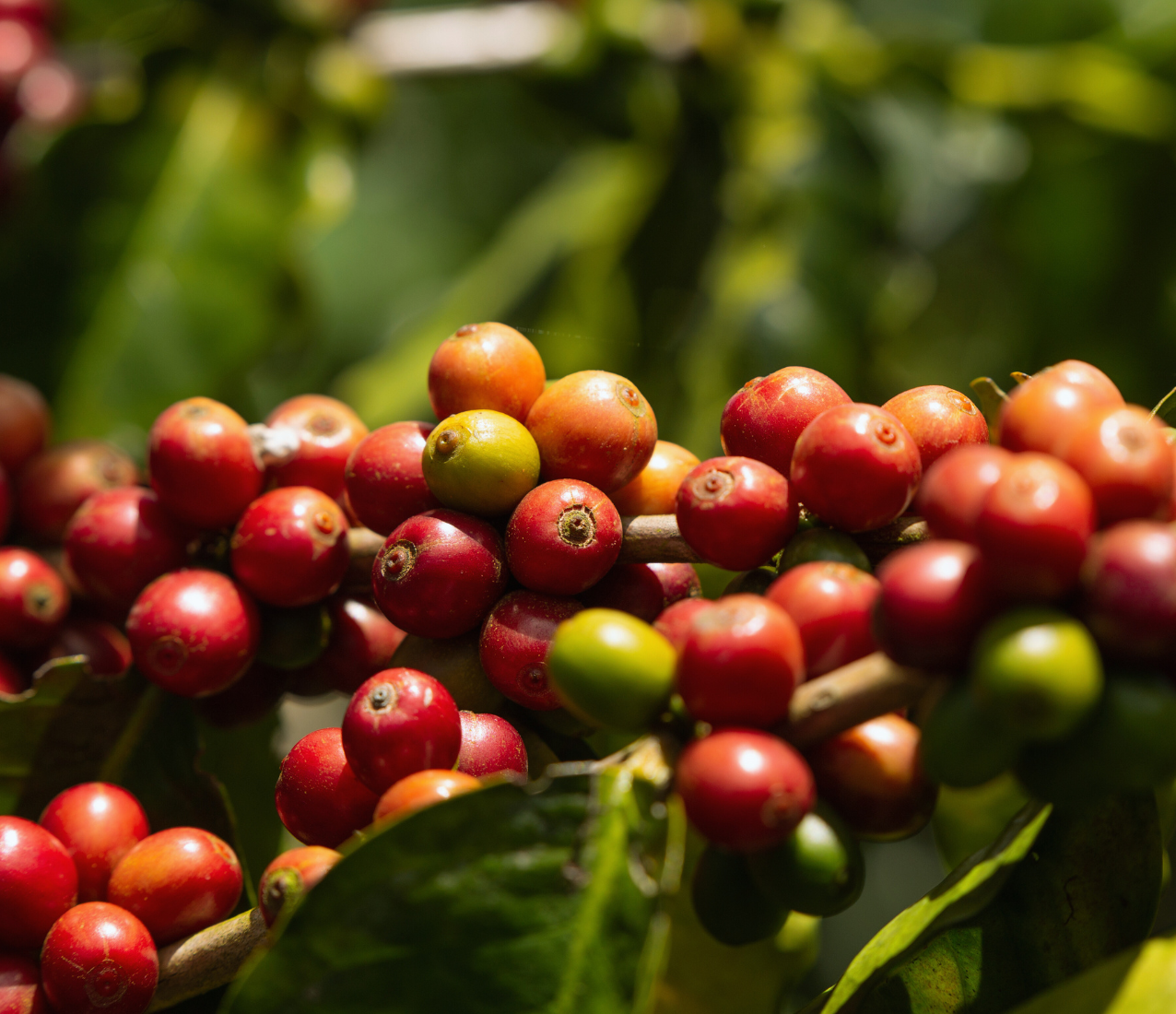 Cerezas de café maduras en el campo colombiano, mostrando la calidad y el origen del grano